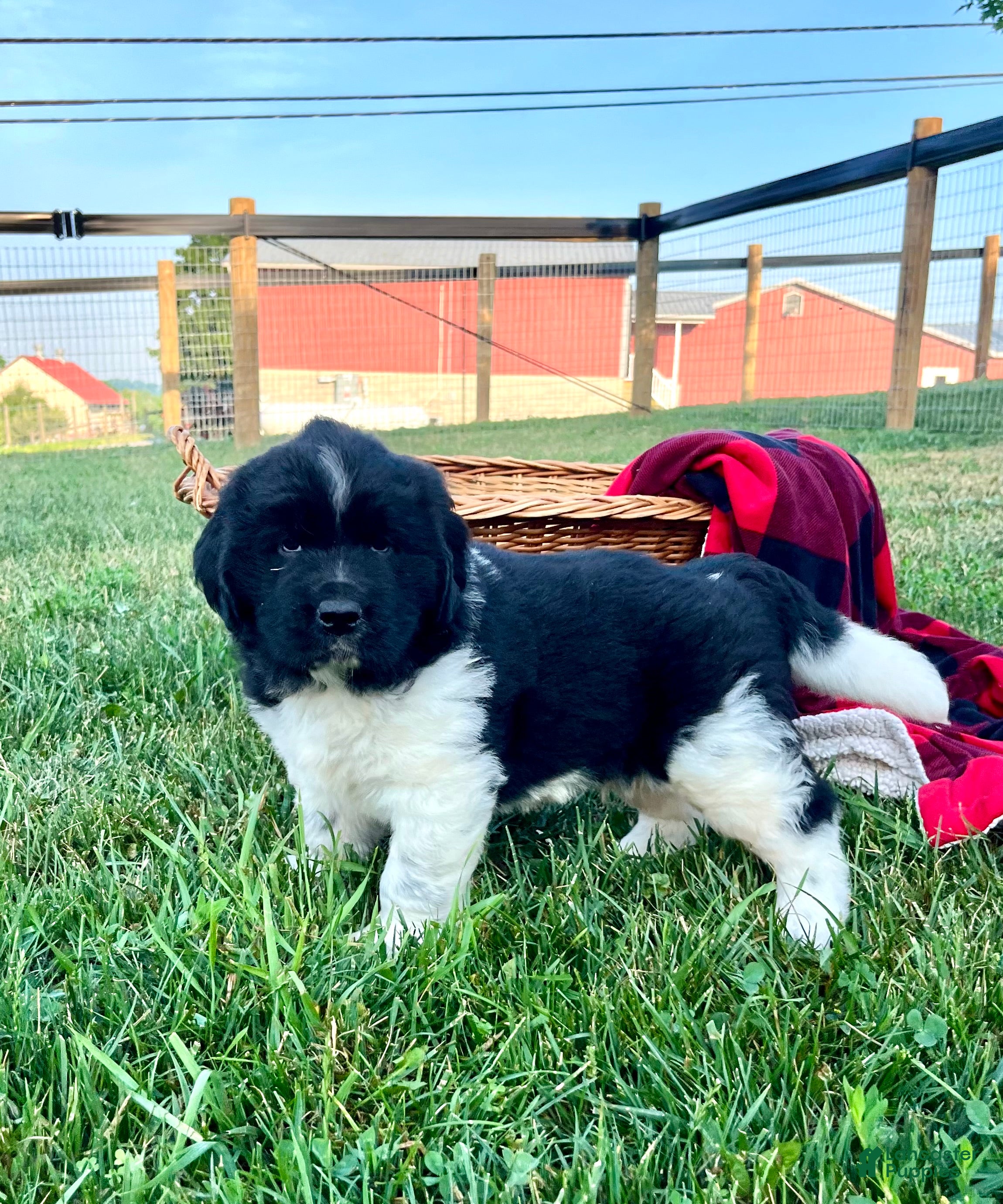 Newfoundland dogs Midnight❤️AKC Genetic Health Tested❤️Schedule a playdate - Ad 1