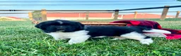 Newfoundland dogs for sale: Midnight❤️AKC Genetic Health Tested❤️Schedule a playdate - Ad 1