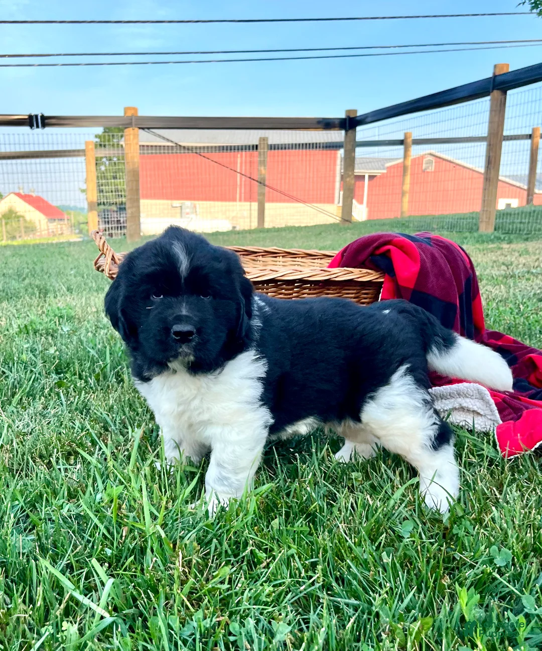 Newfoundland dogs for sale: Midnight❤️AKC Genetic Health Tested❤️Schedule a playdate - Ad 1