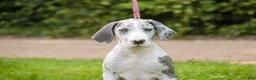 Great Dane dogs for sale: Skye - Ad 3