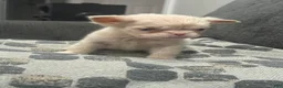 French Bulldog dogs for sale:  Ewok - Ad 3