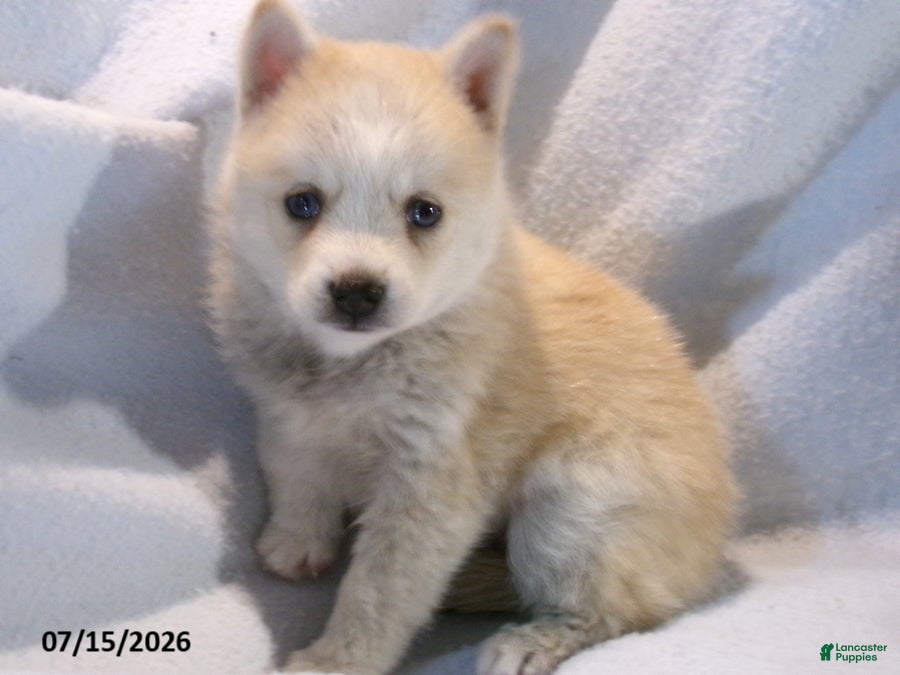 Pomsky dogs Latte - Ad 2