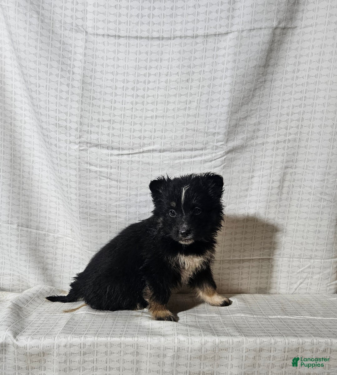 Mixed Breed dogs for sale: Carly - Ad 7