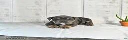 English Bulldog dogs for sale: Cocoa - Ad 1