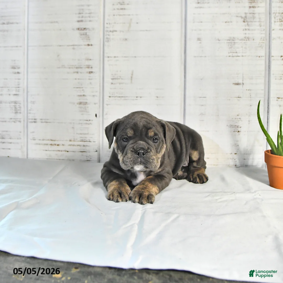 English Bulldog dogs for sale: Cocoa - Ad 1