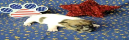 Jack Russell Terrier dogs for sale: CKC "Roxi" delivery available  - Ad 4