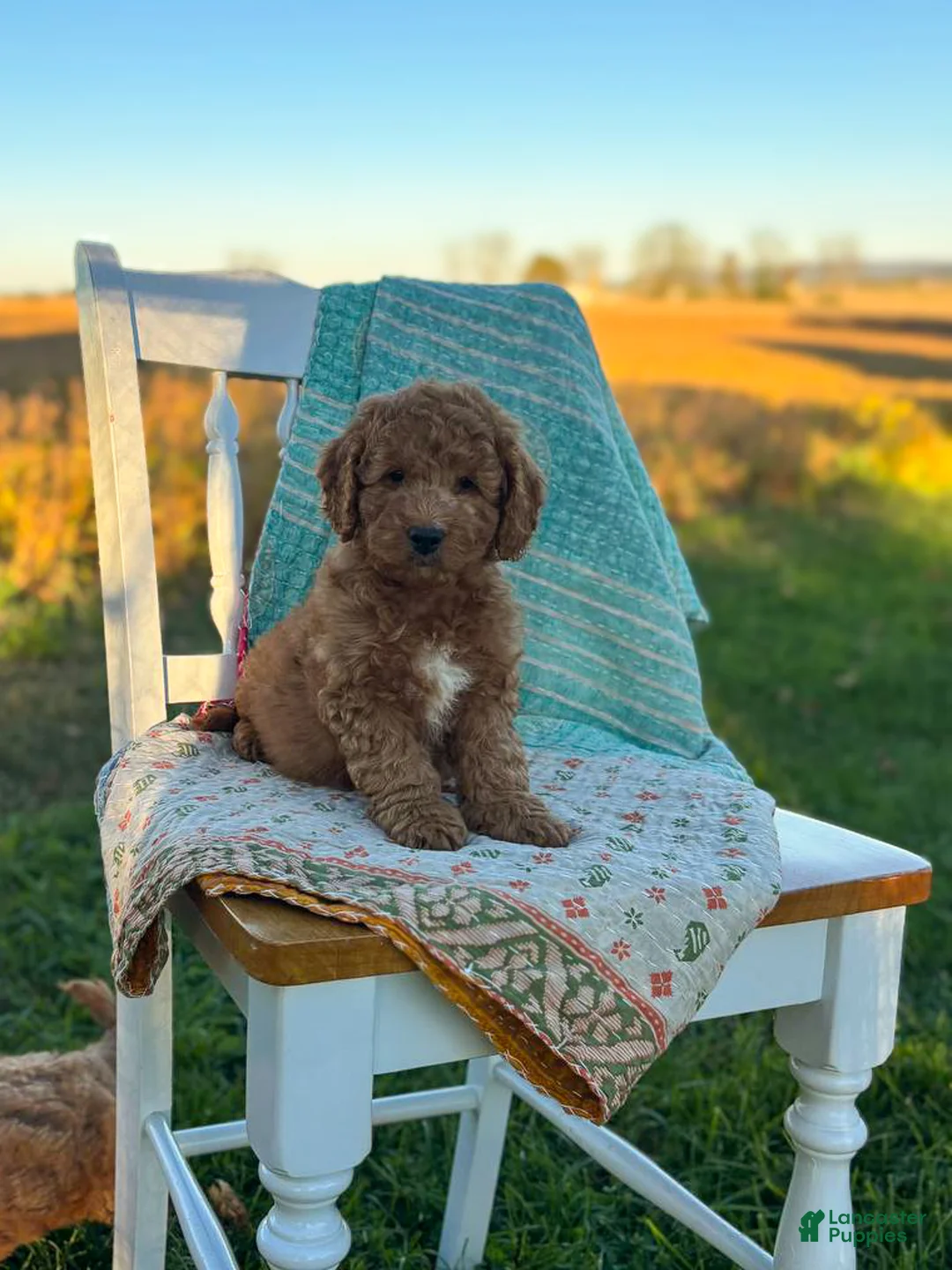 Mini Goldendoodle dogs for sale: Luna - Ad 18