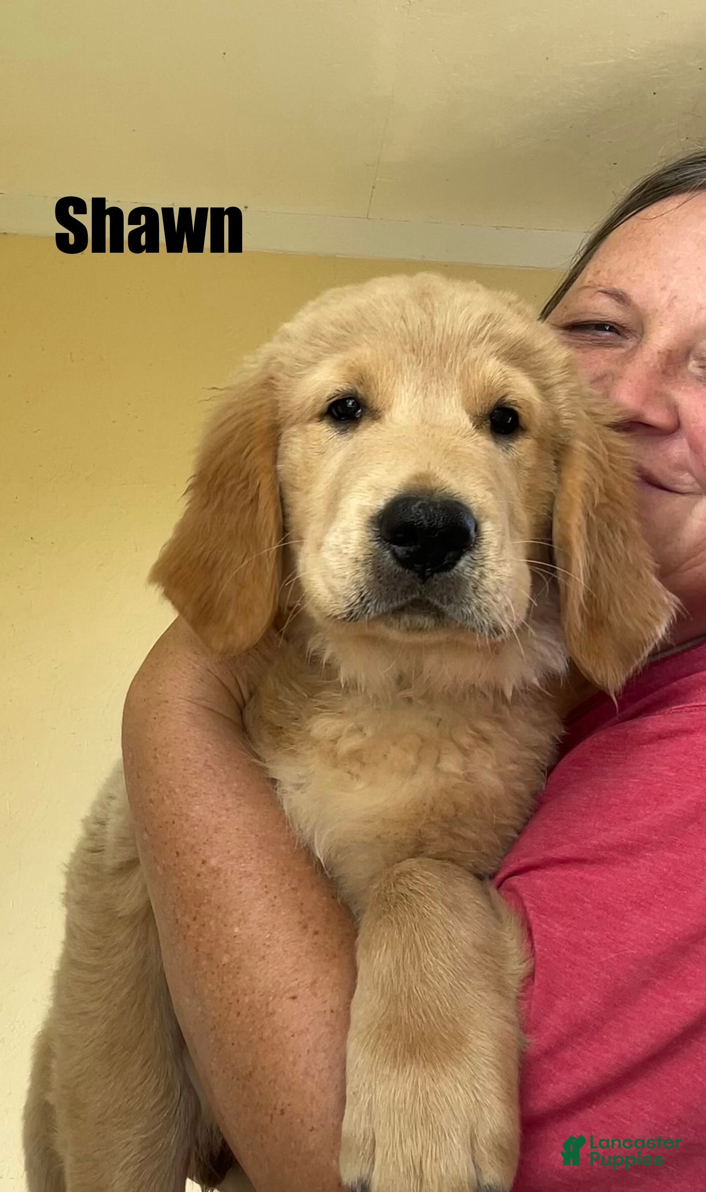 Golden Retriever dogs Shawn - Ad 1