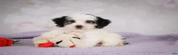 Mini Bernedoodle dogs for sale: Macky - Ad 5