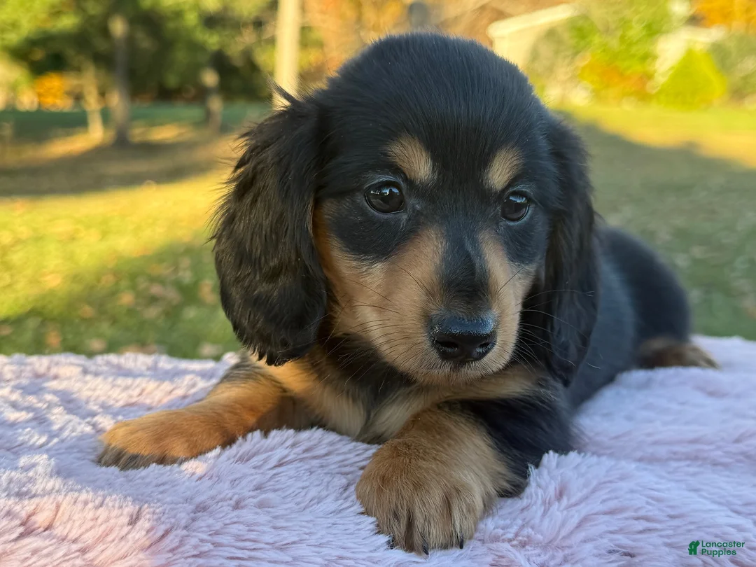 Miniature Dachshund dogs for sale: Etta - Ad 1