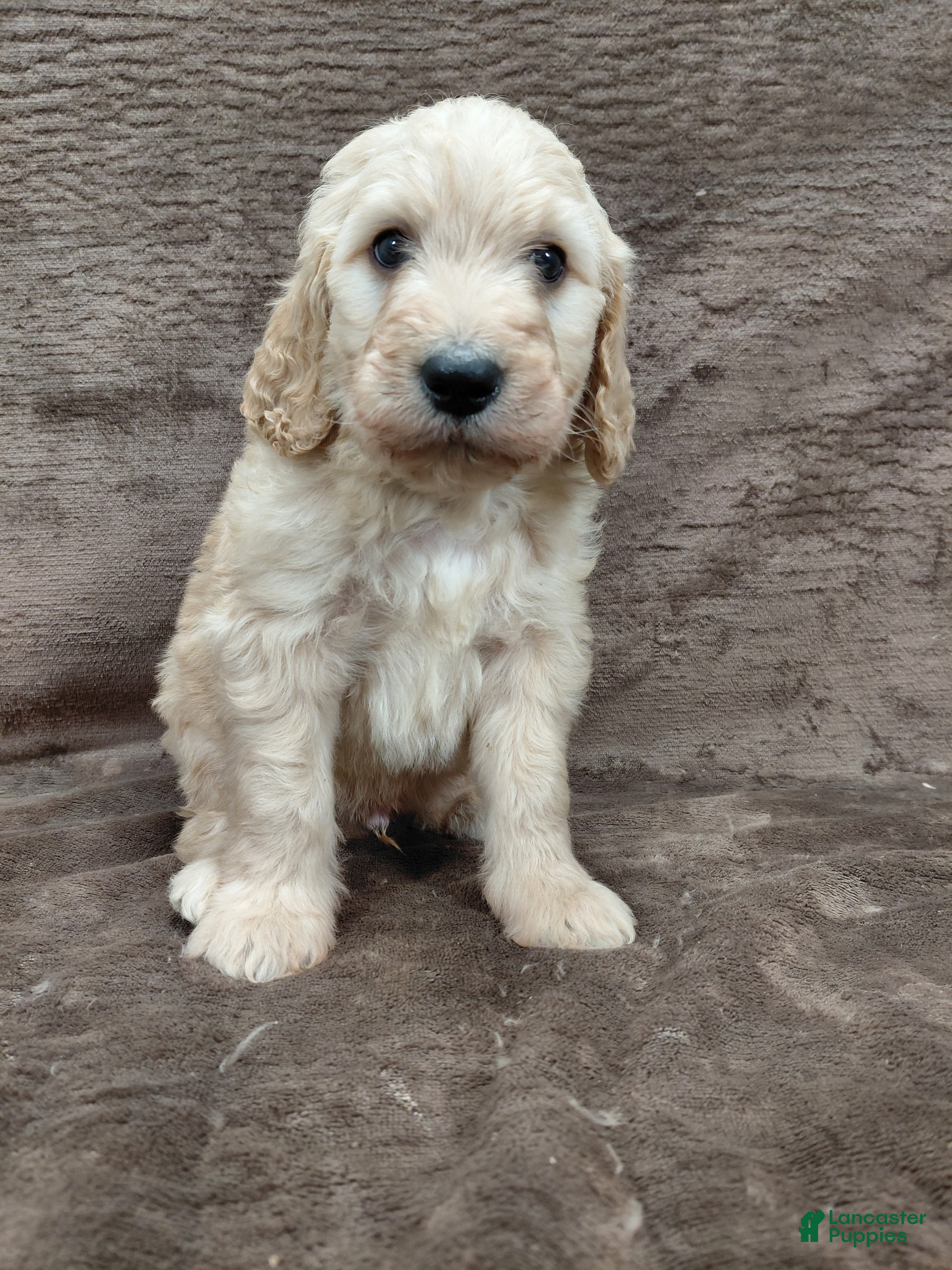 Goldendoodle dogs Felix Standard  - Ad 1