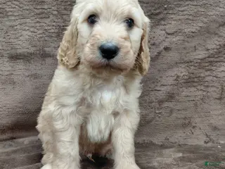 Goldendoodle dogs Felix Standard - Ad 1
