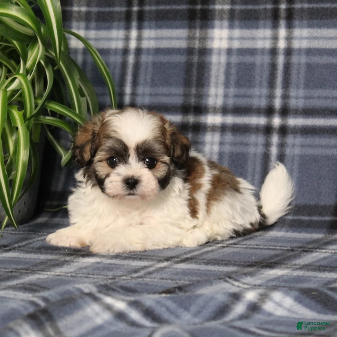 Teddy Bear dogs for sale: Yancy - Ad 2