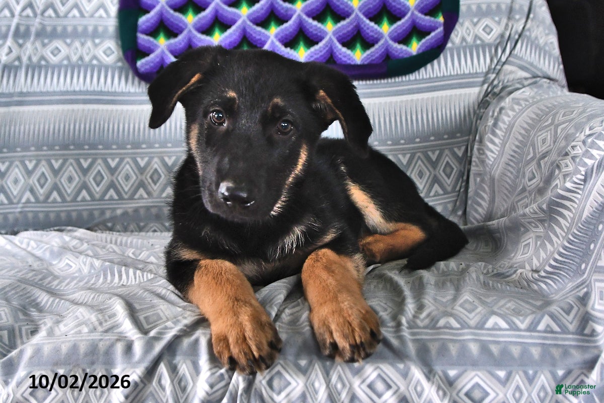 German Shepherd dogs Tina - Ad 1