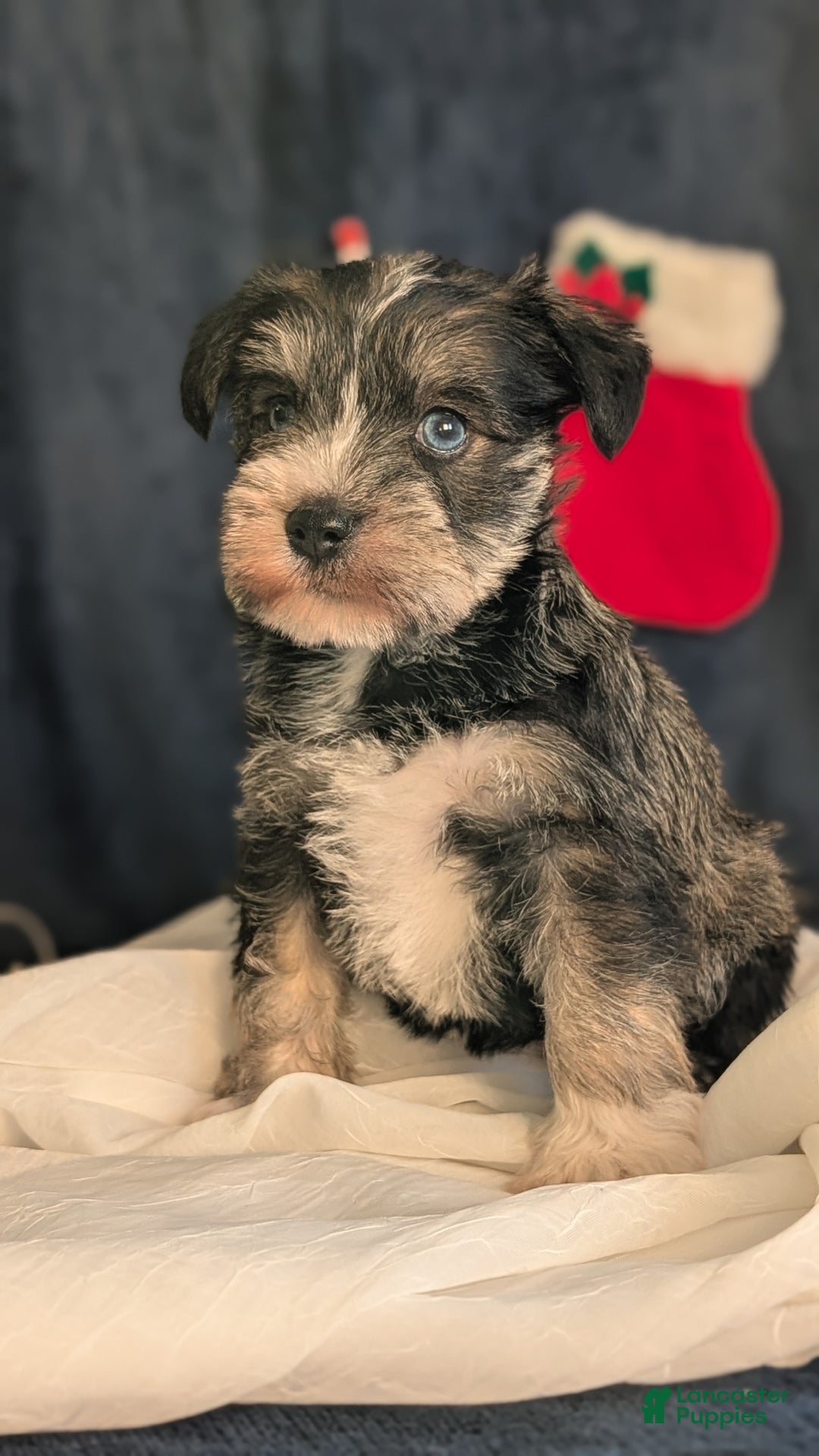 Miniature Schnauzer dogs for sale: Willow  - Ad 6