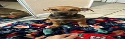 Jack Chi dogs for sale: Cugo  - Ad 3
