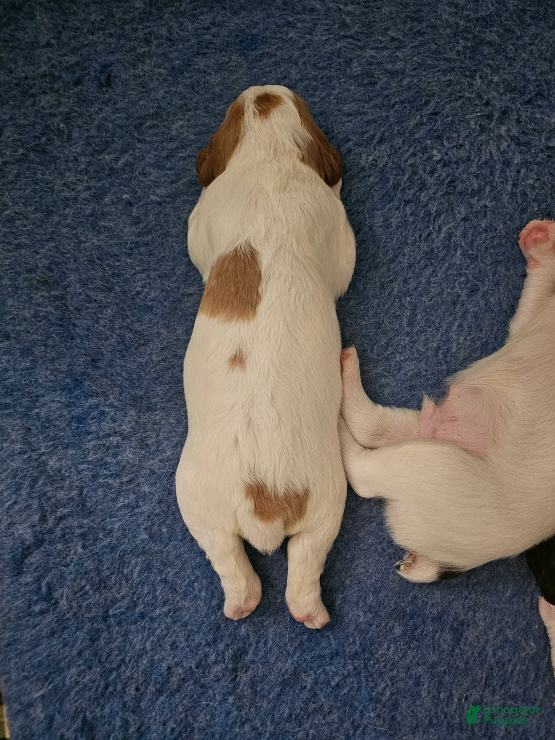 Brittany Spaniel dogs for sale: Brittany Spaniel 8 - Ad 2