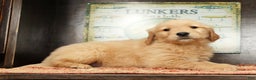 Golden Retriever dogs for sale: Dewy - Ad 5