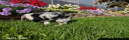 Cocker Spaniel dogs for sale: Anna - Ad 12