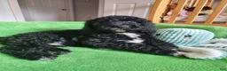 Mini Sheepadoodle dogs for sale: Cooper - Ad 3