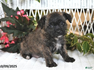 Mixed Breed dogs - Ad 34