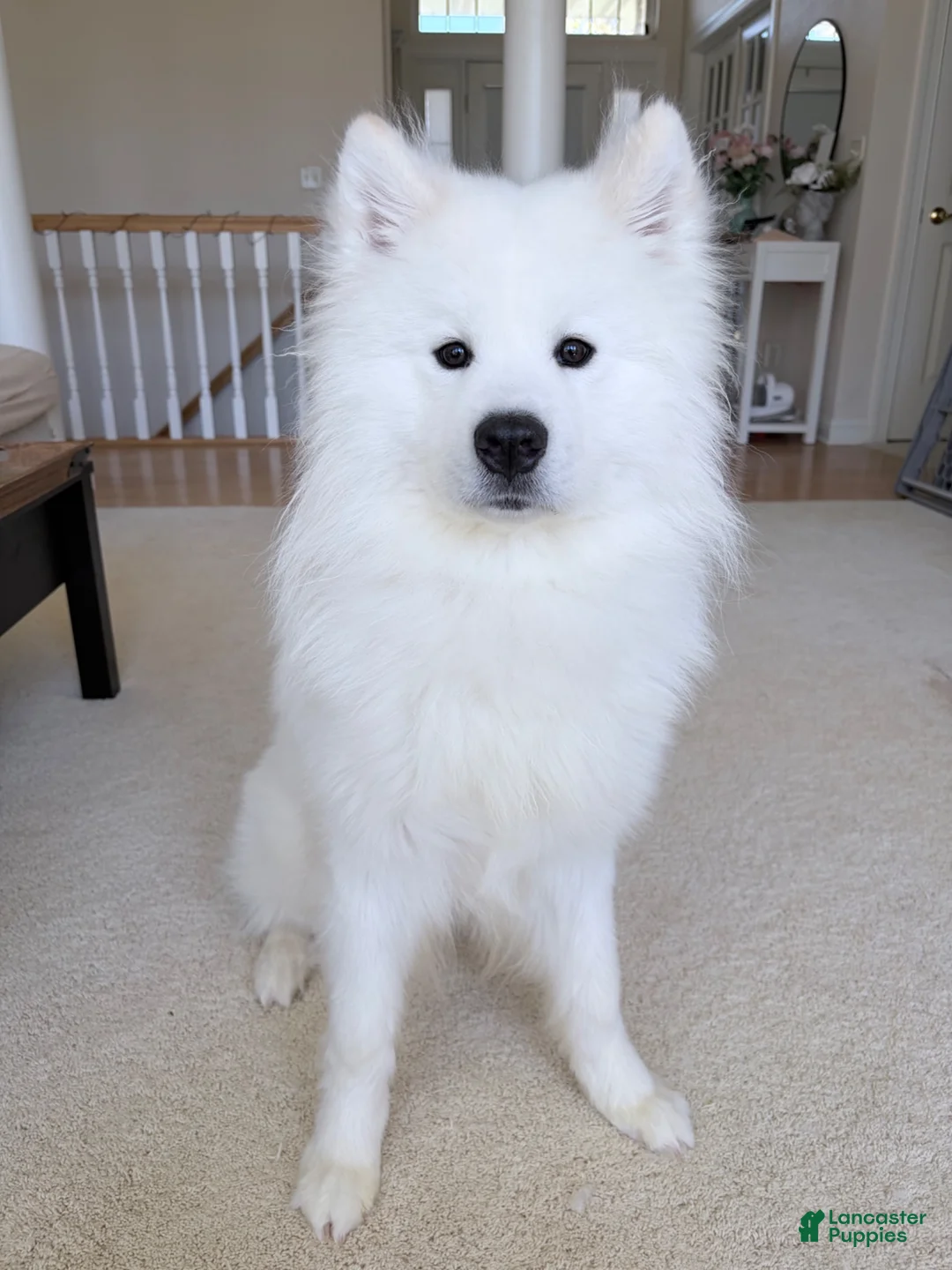 Samoyed dogs for sale: Ace - Ad 1