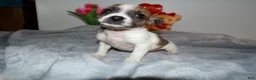 Chihuahua dogs for sale: Chihuahua Puppy 2 Lovette - Ad 2