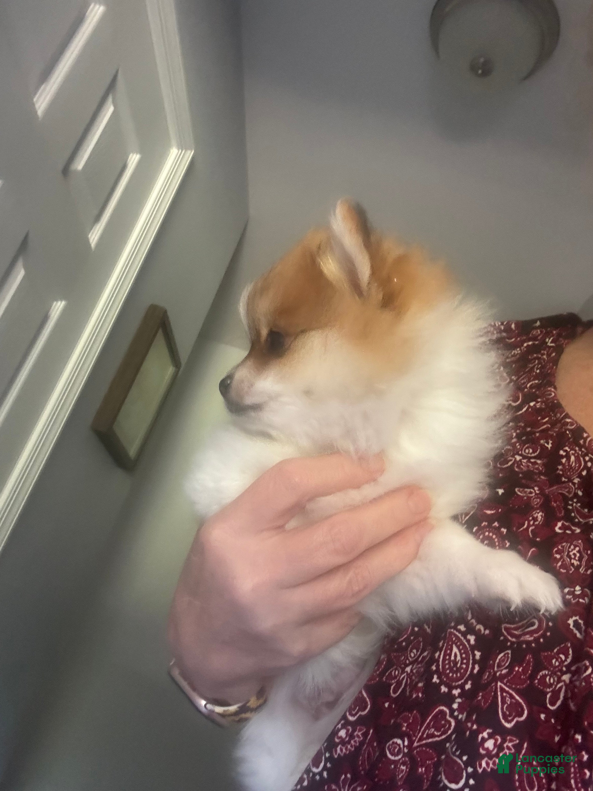 Pomeranian dogs Billy - Ad 2