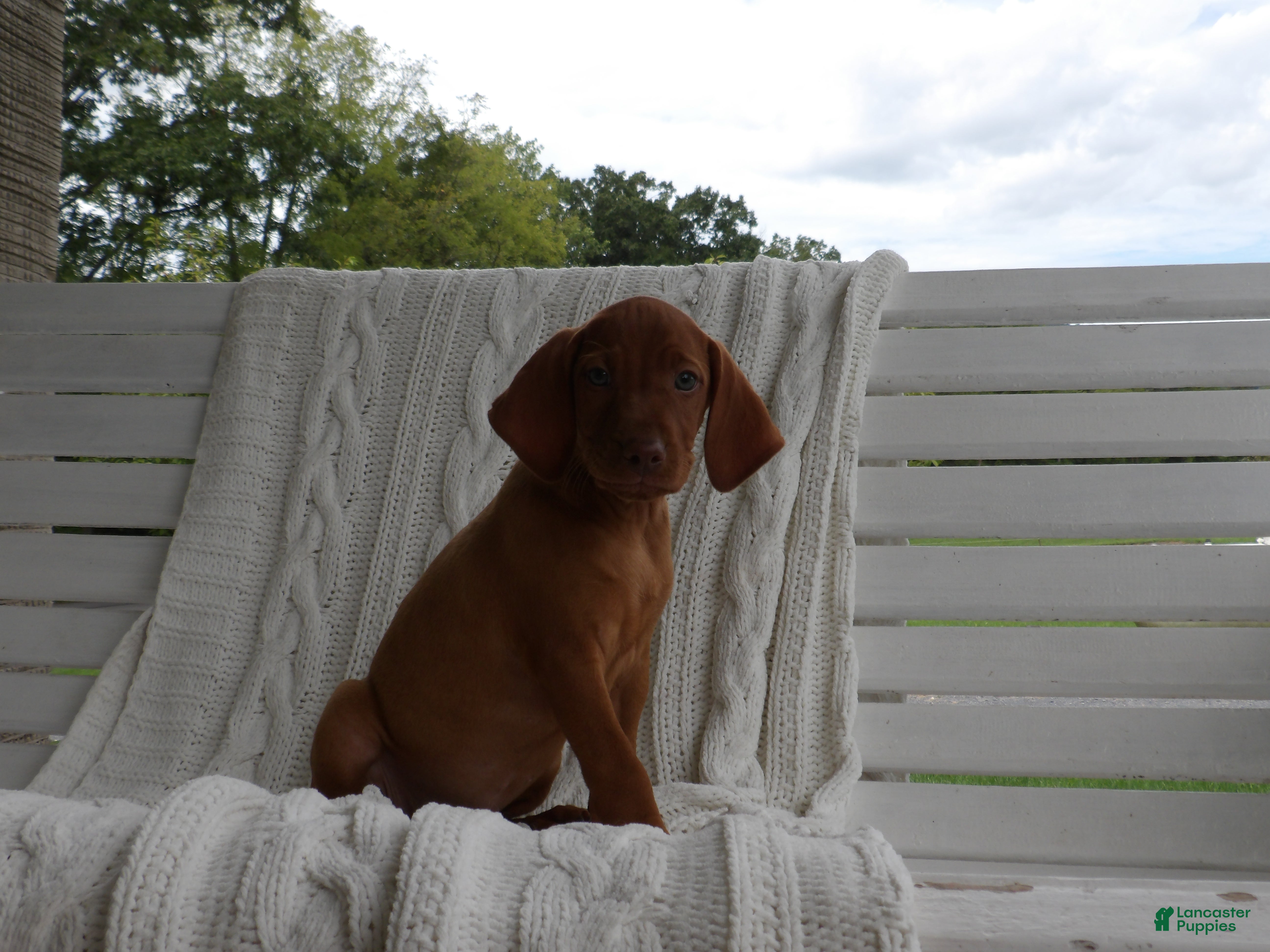 Daisy
