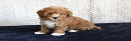 Toy Poodle dogs for sale: Scout - Ad 3