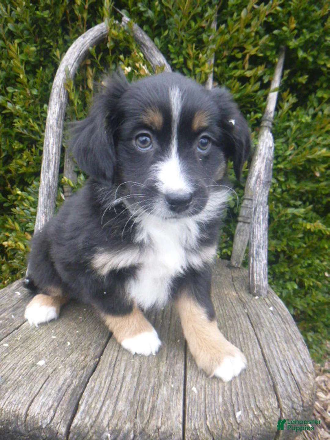 Miniature Australian Shepherd dogs for sale: Nessa - Ad 5