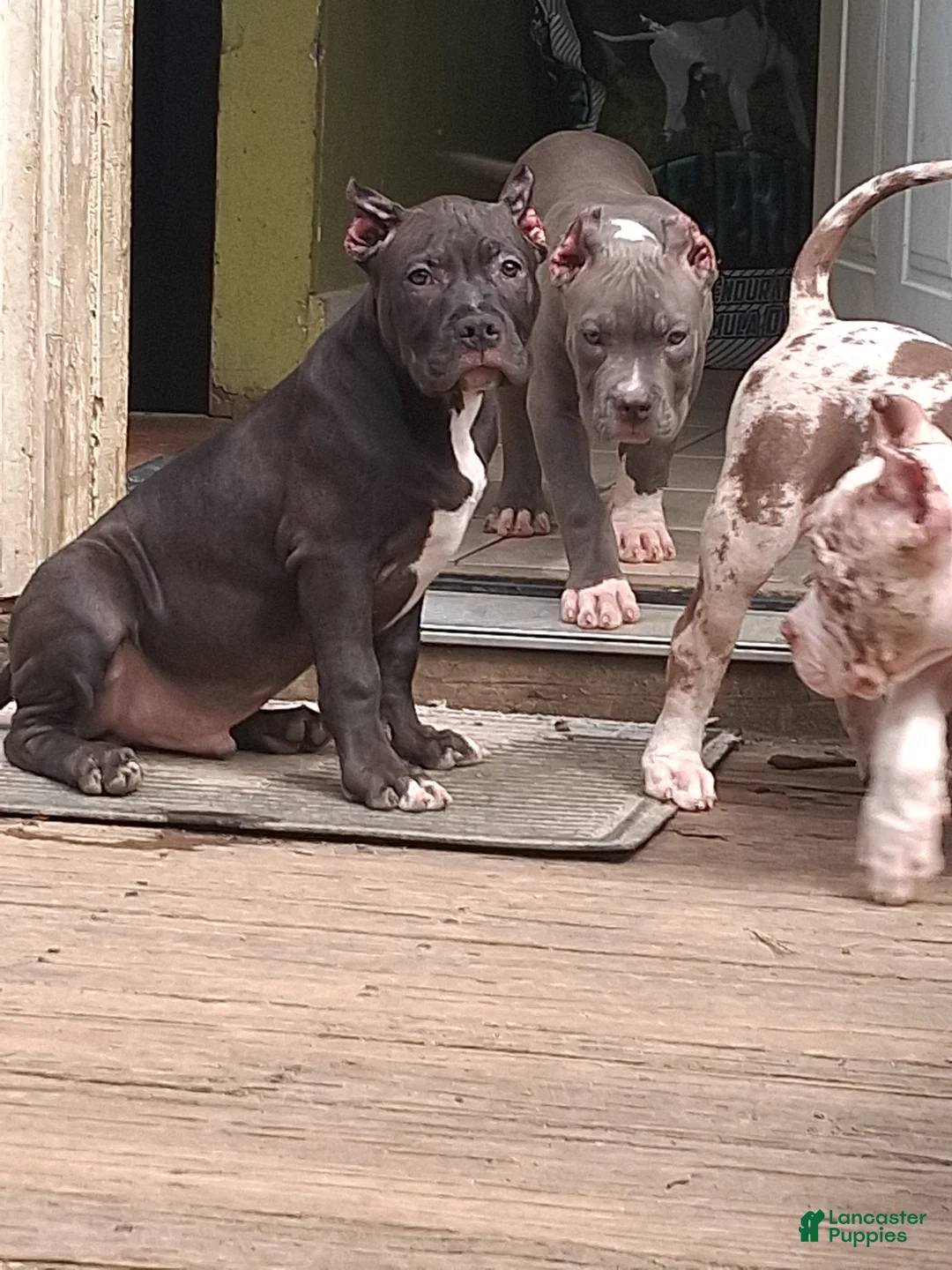 American Bully dogs for sale: American Bully Puppy 3 - Ad 2