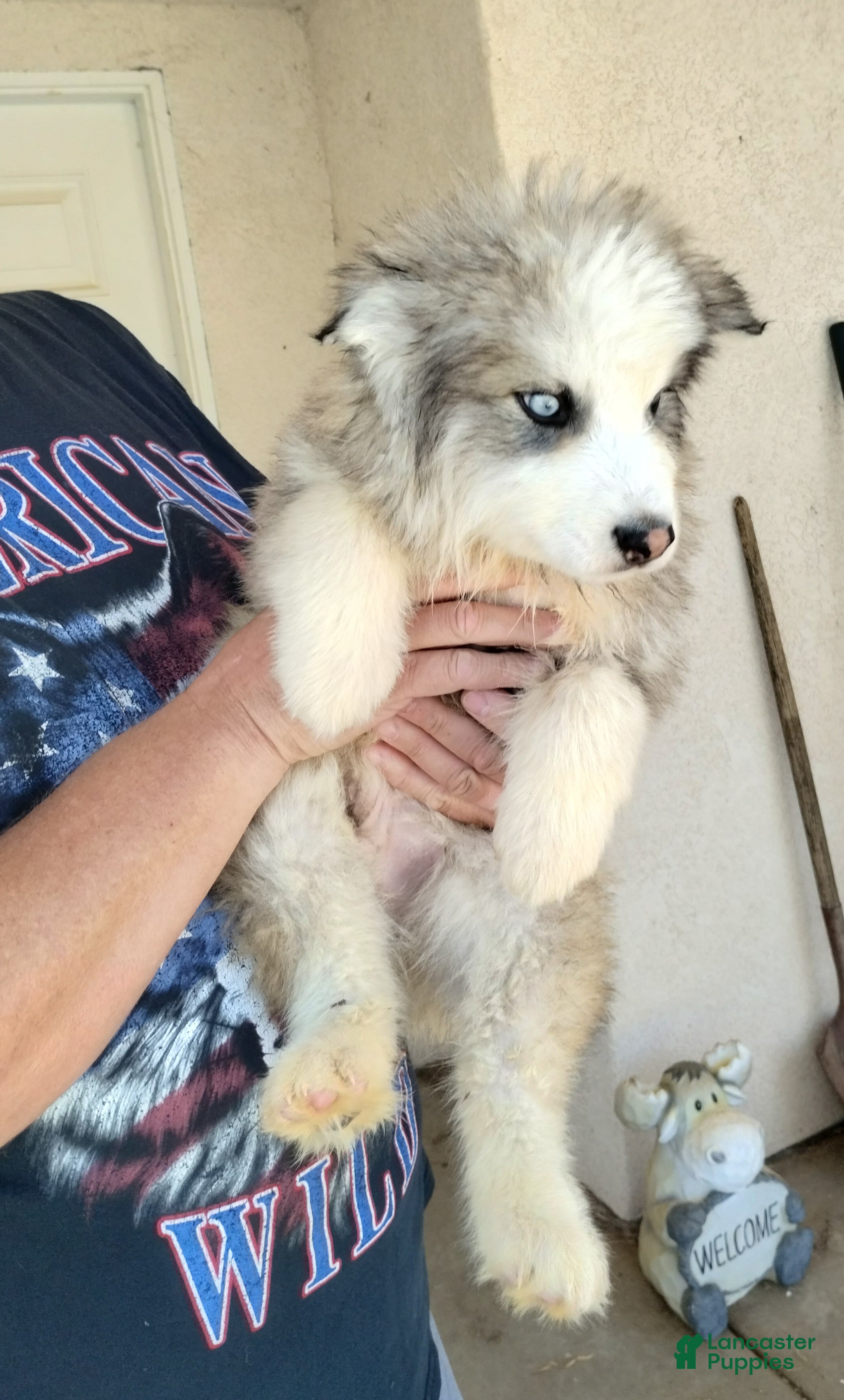 Alaskan Malamute dogs Mixed Breed Puppy 1 - Ad 6