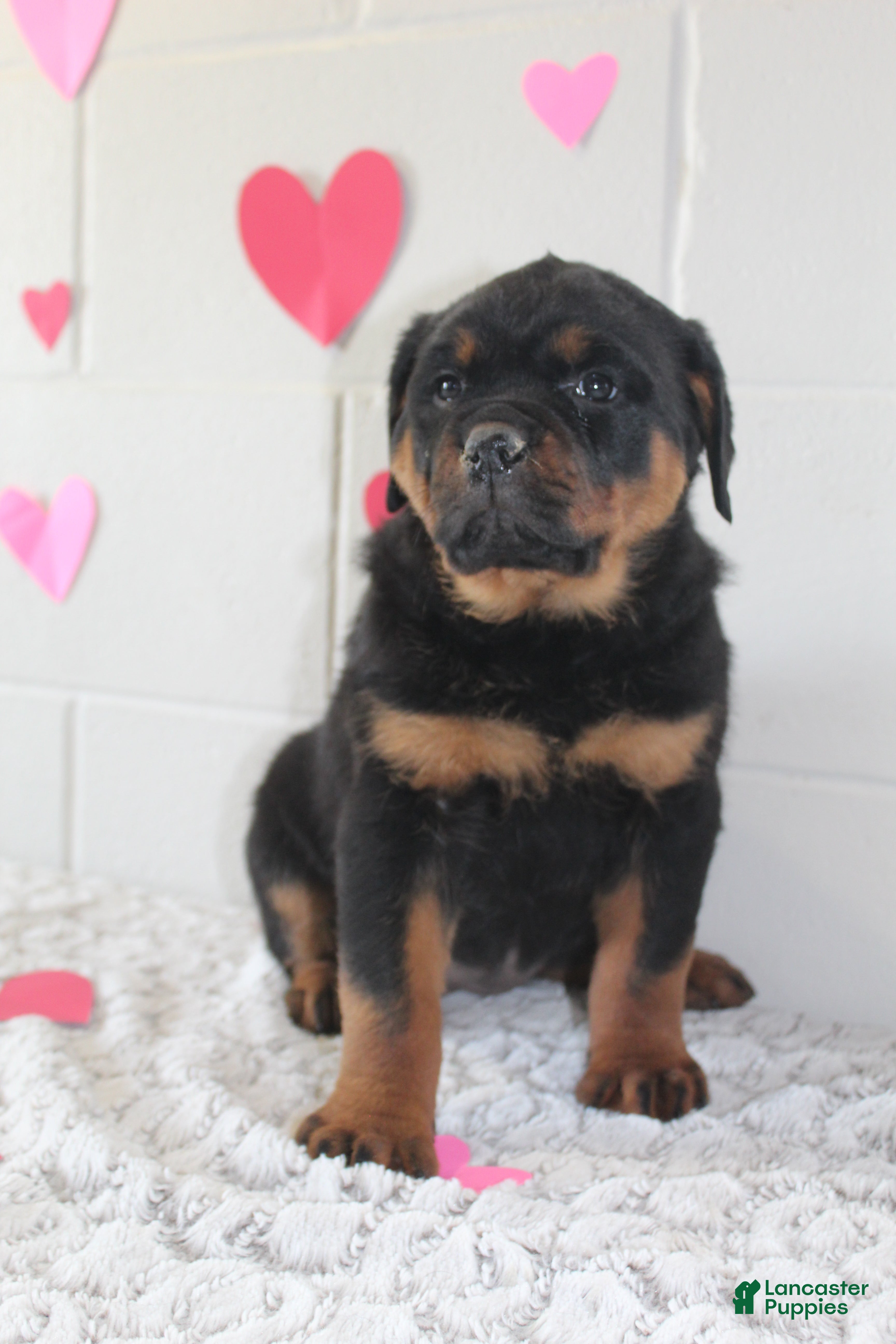 Rottweiler dogs Rottweiler Puppy 1 - Ad 8