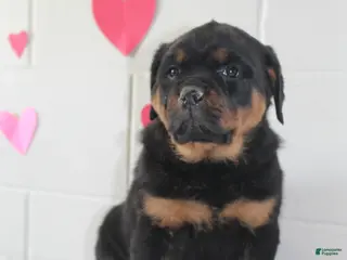 Rottweiler dogs Rottweiler Puppy 1 - Ad 6