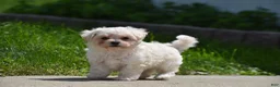 Maltipoo dogs for sale: Ace - Ad 2
