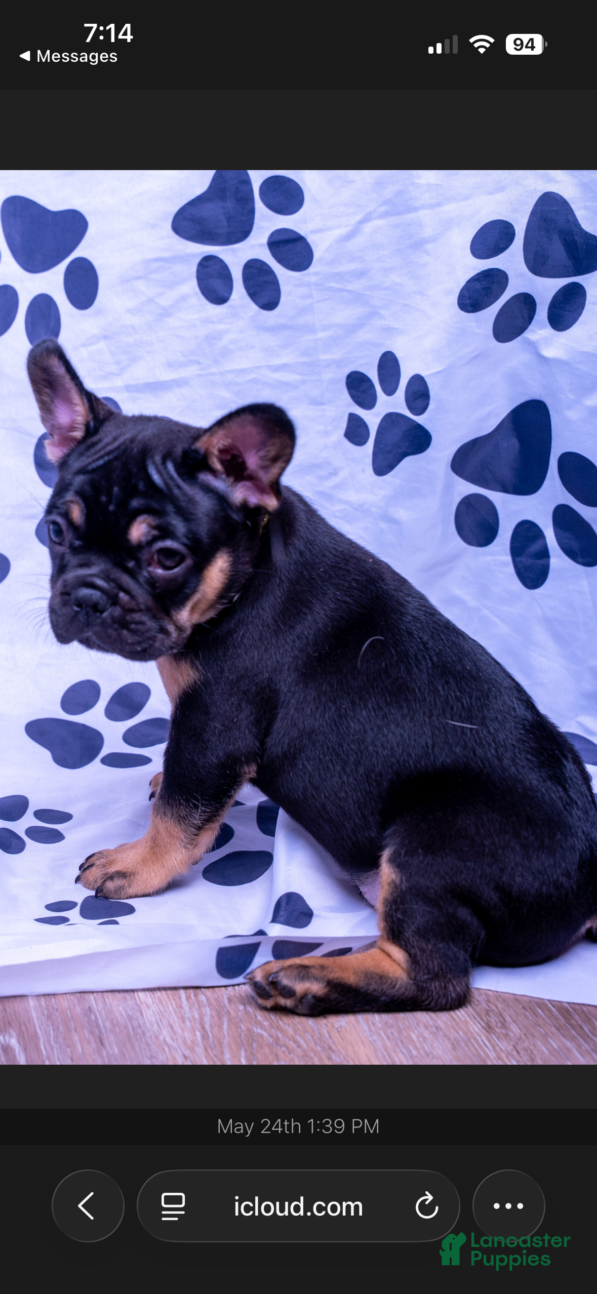 French Bulldog dogs French Bulldog 2 - Ad 20