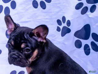 French Bulldog dogs French Bulldog 2 - Ad 20