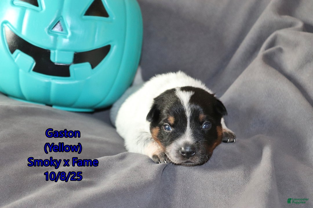 Australian Cattle Dog dogs for sale: Gaston - Ad 3