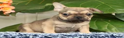 French Bulldog dogs for sale: Brooke - Ad 8