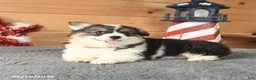 Welsh Corgi Pembroke dogs for sale: Betsy Ross - Ad 5