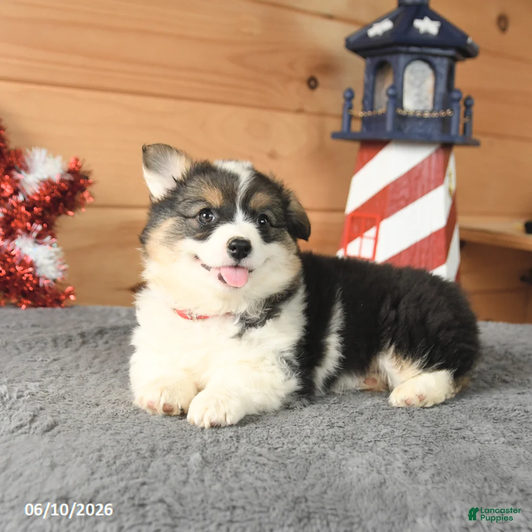 Welsh Corgi Pembroke dogs for sale: Betsy Ross - Ad 5