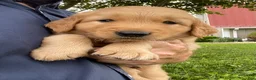 Golden Retriever dogs for sale: Duke - Ad 2