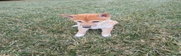 Shiba Inu dogs for sale: Luna - Ad 2