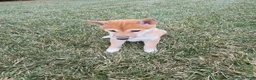 Shiba Inu dogs for sale: Luna - Ad 2