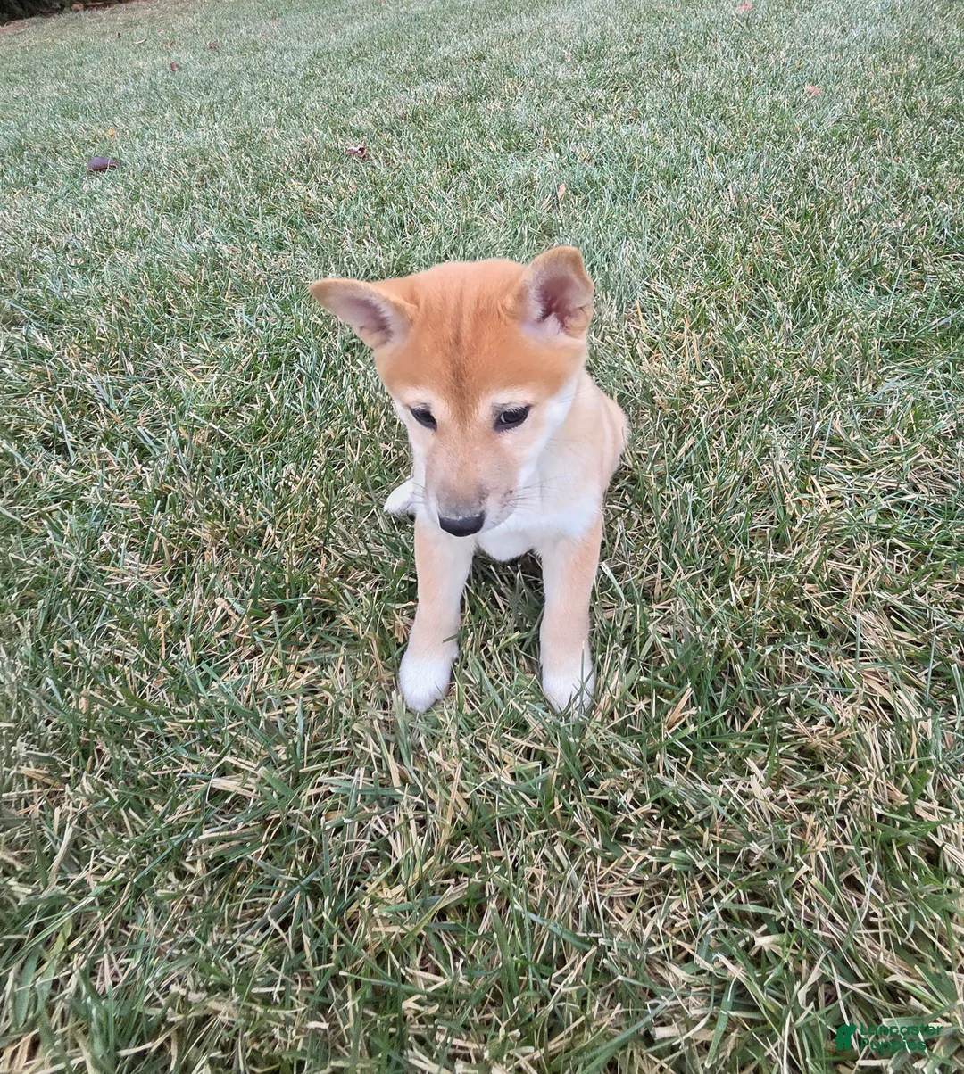 Shiba Inu dogs for sale: Luna - Ad 2