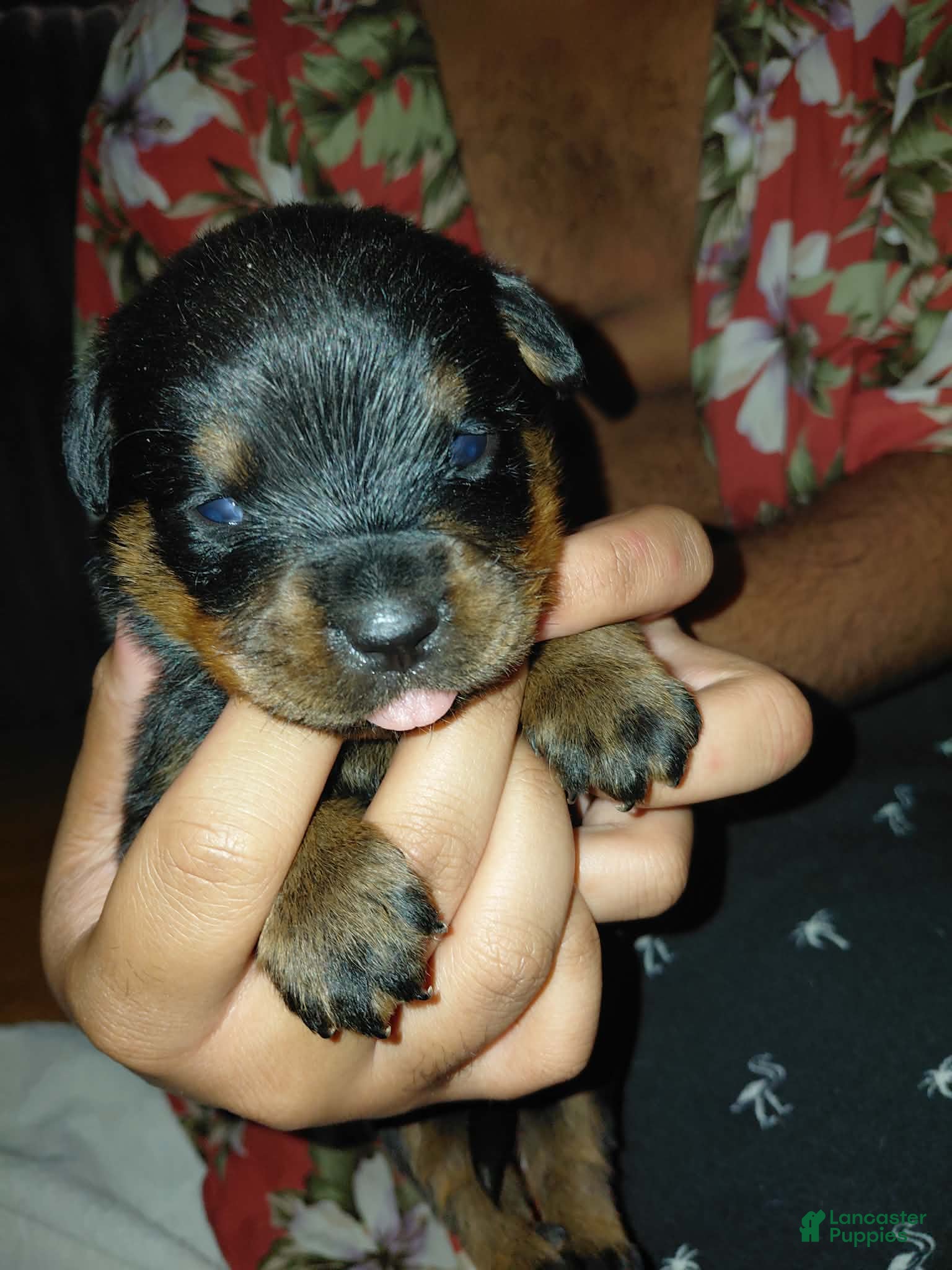 Rottweiler dogs Rottweiler 3 - Ad 37
