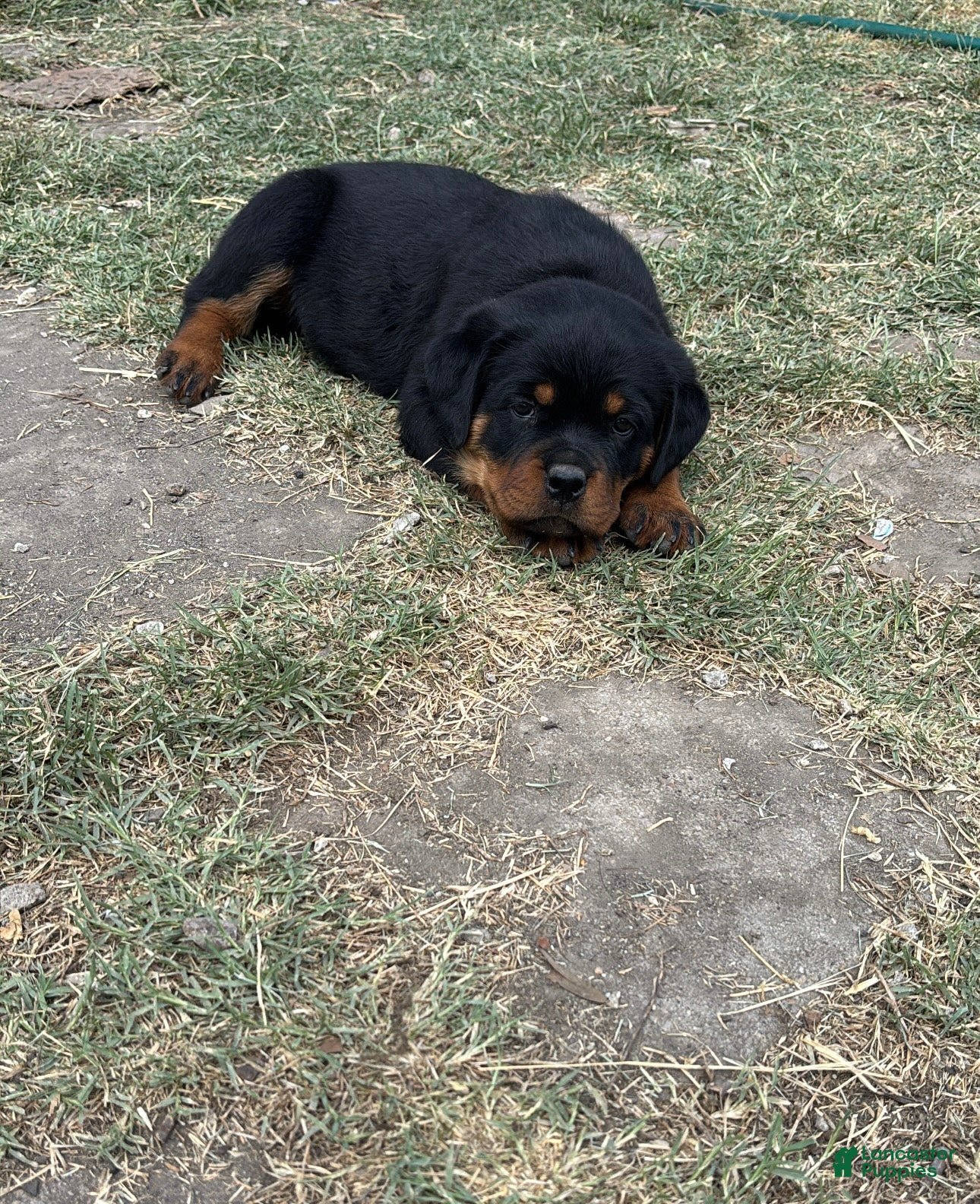 Rottweiler dogs Rottweiler Puppy 2 - Ad 2