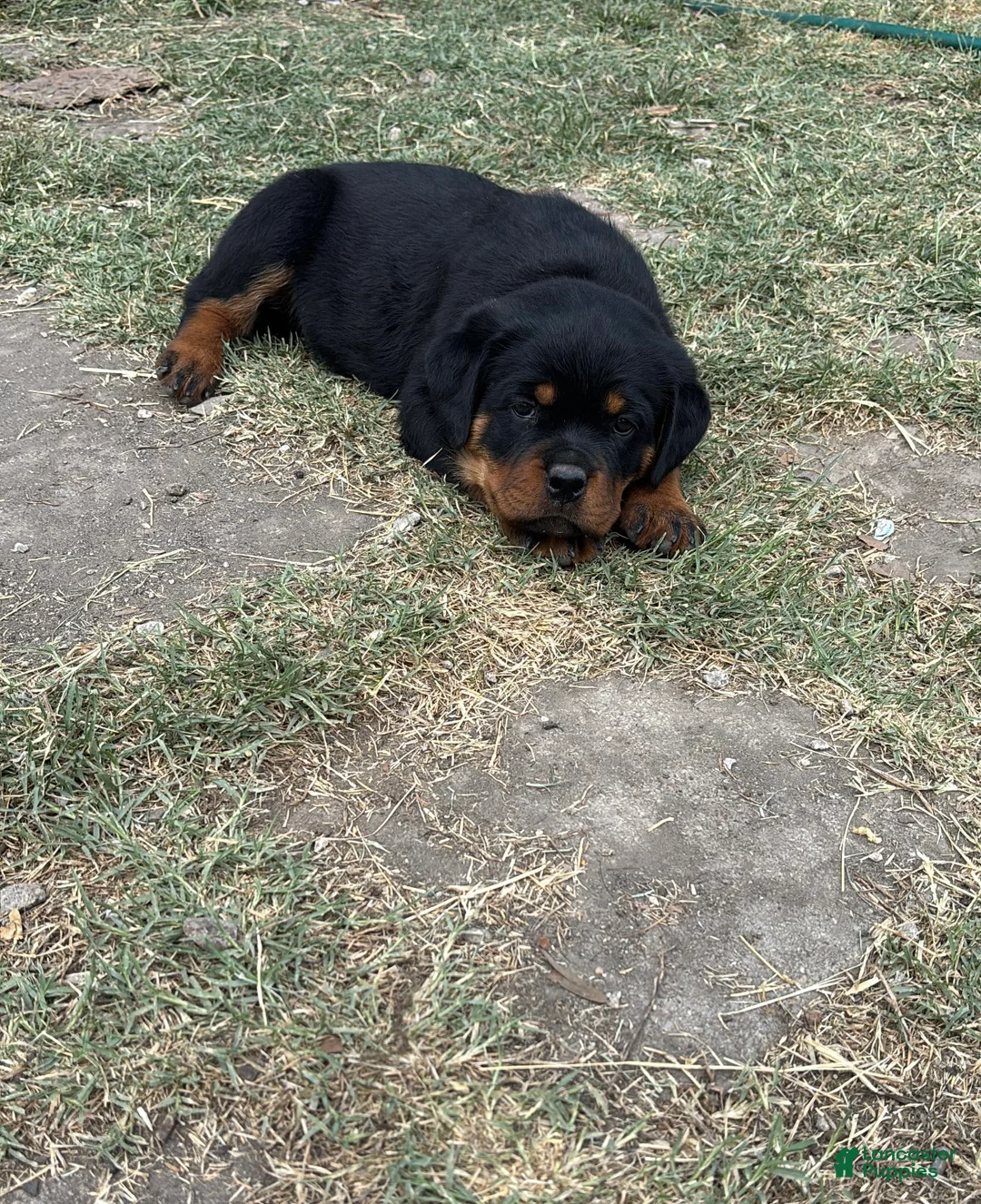 Rottweiler dogs for sale: Rottweiler Puppy 2 - Ad 1