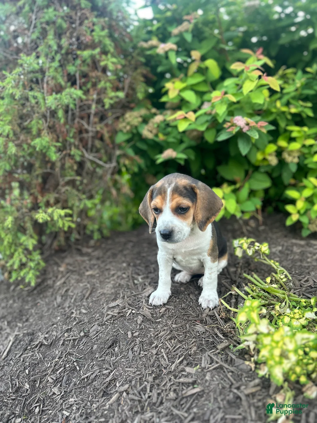 Beagle dogs for sale: Shenandoah - Ad 2
